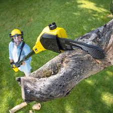 Reliable Greenville, NC  Tree Services Solutions