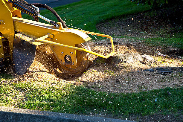 How Our Tree Care Process Works  in  Greenville, NC